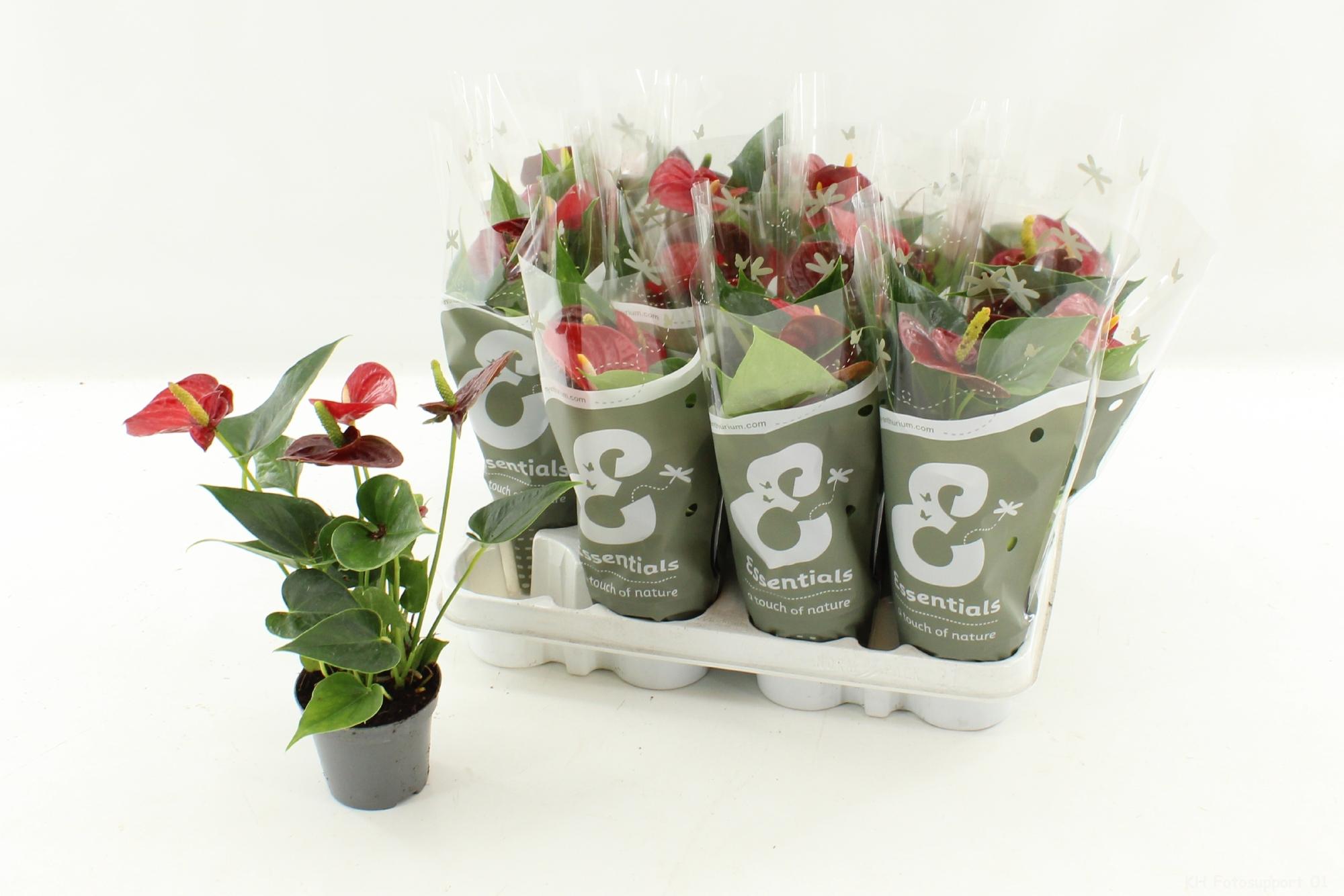 Горшечные цветы и растения оптом Anthu An Success Red от 12шт (для телеги) из Голландии с доставкой по России