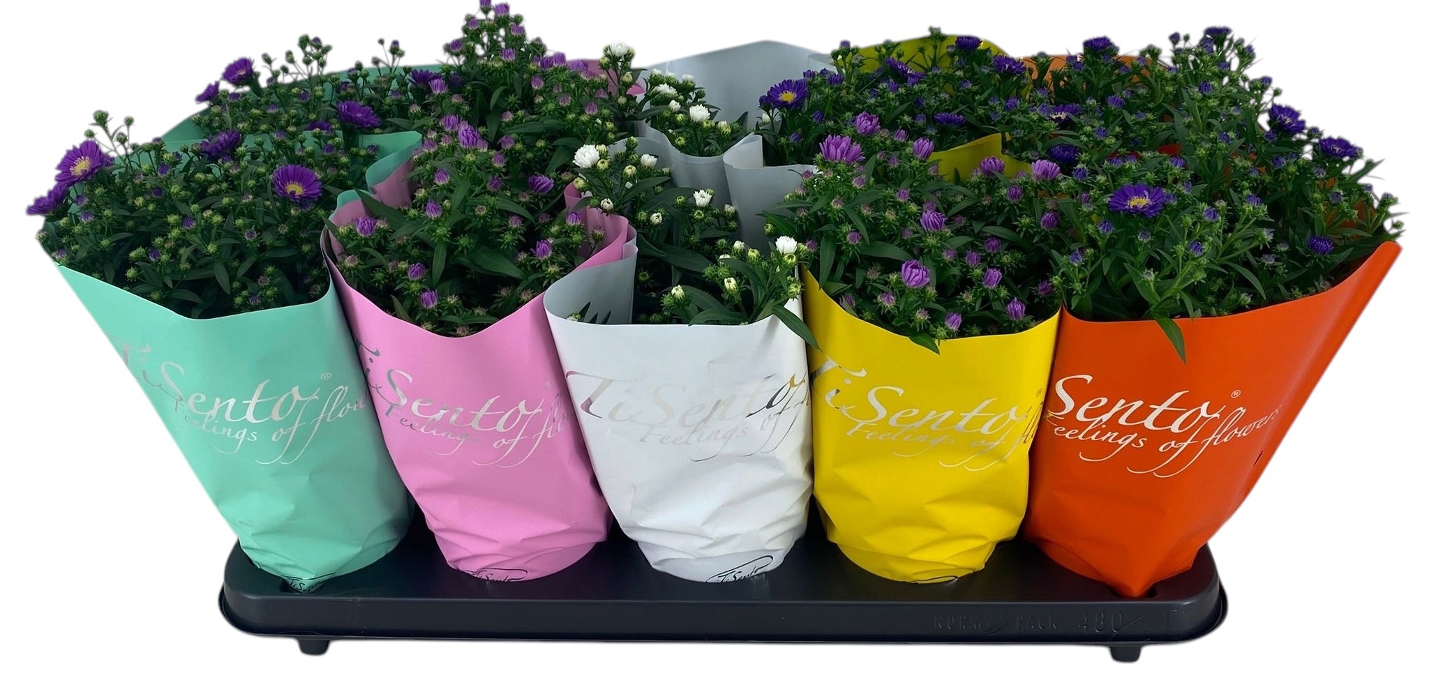 Горшечные цветы и растения оптом Aste Starl Gem от 10шт из Голландии с доставкой по России