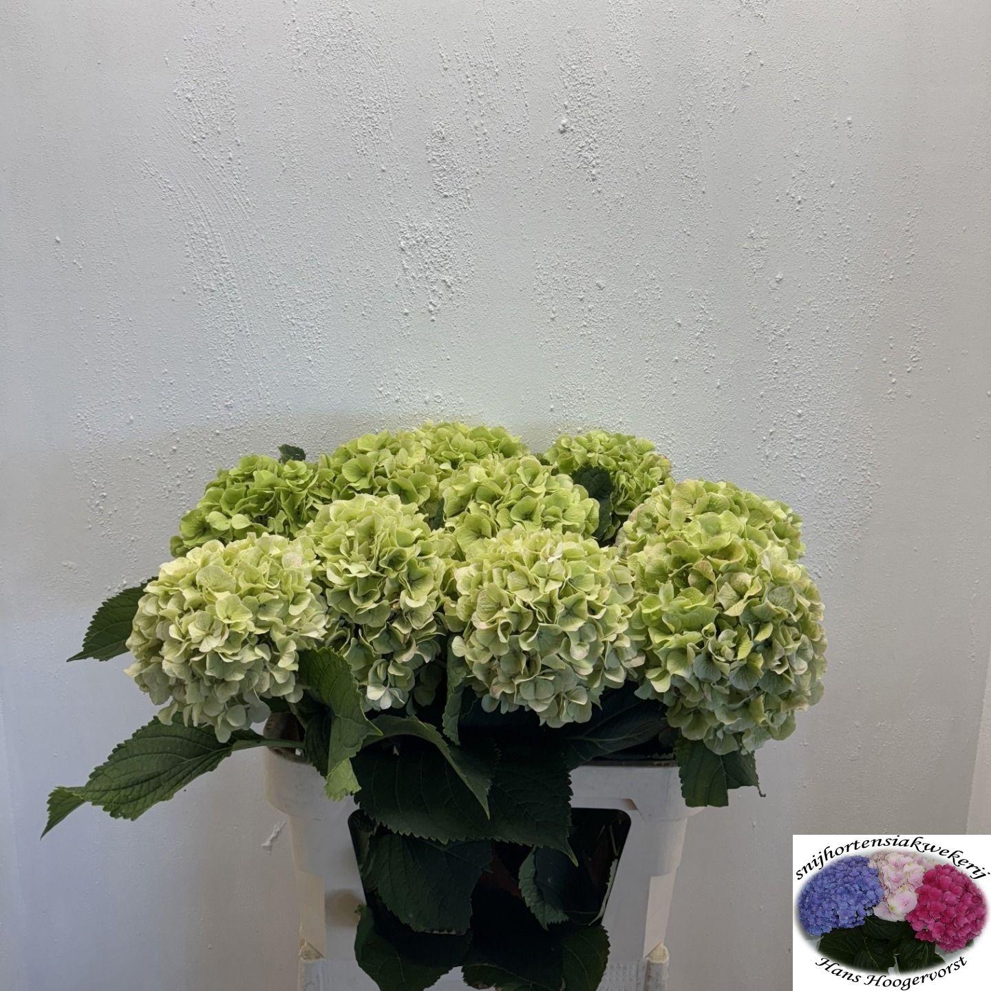 Срезанные цветы оптом Hydrangea verena classic от 10шт из Голландии с доставкой по России