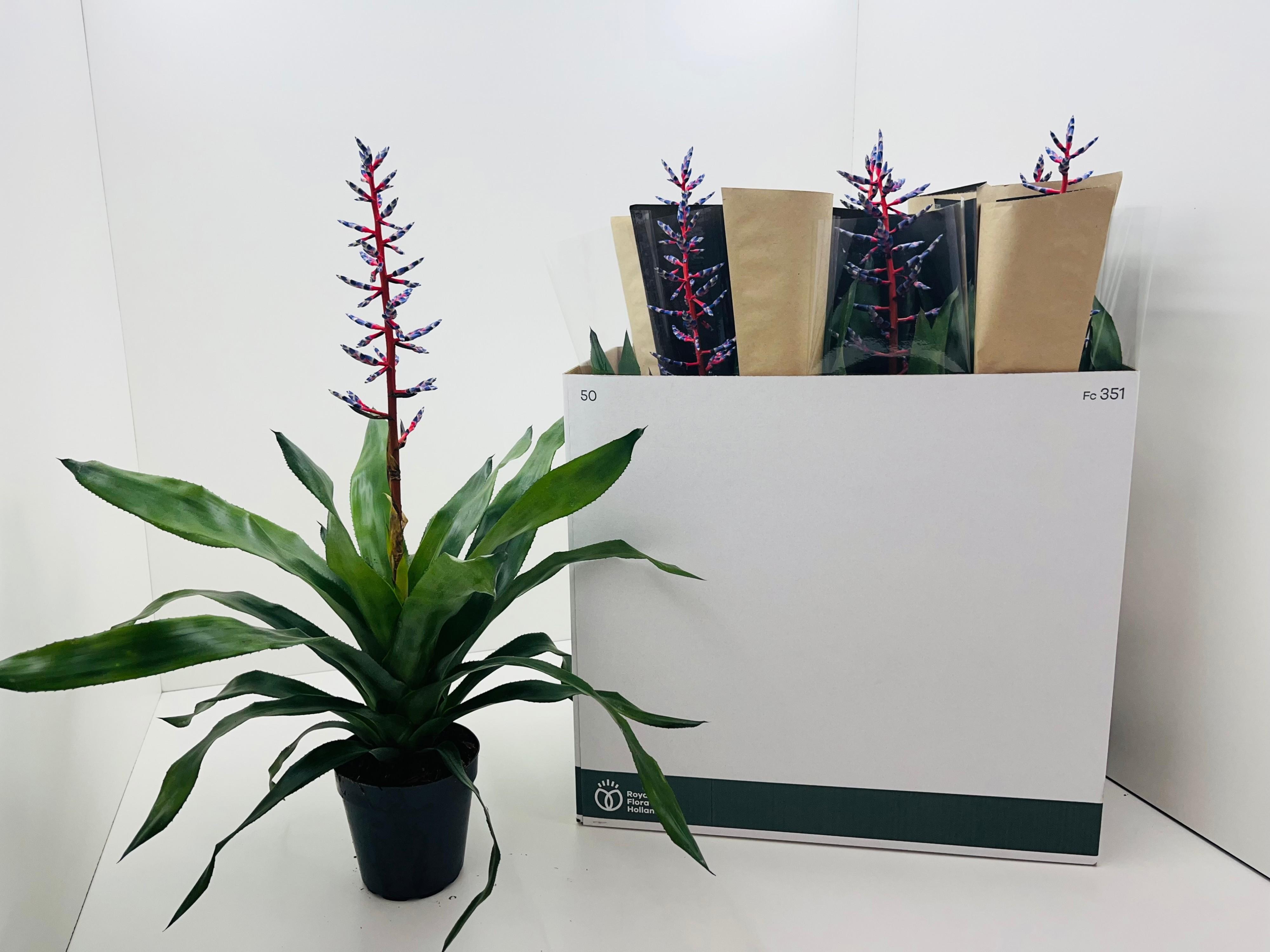 Горшечные цветы и растения оптом Aech Blue Rain от 7шт из Голландии с доставкой по России