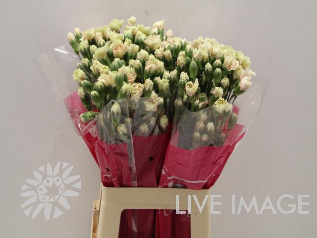 Срезанные цветы оптом Dianthus sp lucia+ от 80шт из Голландии с доставкой по России