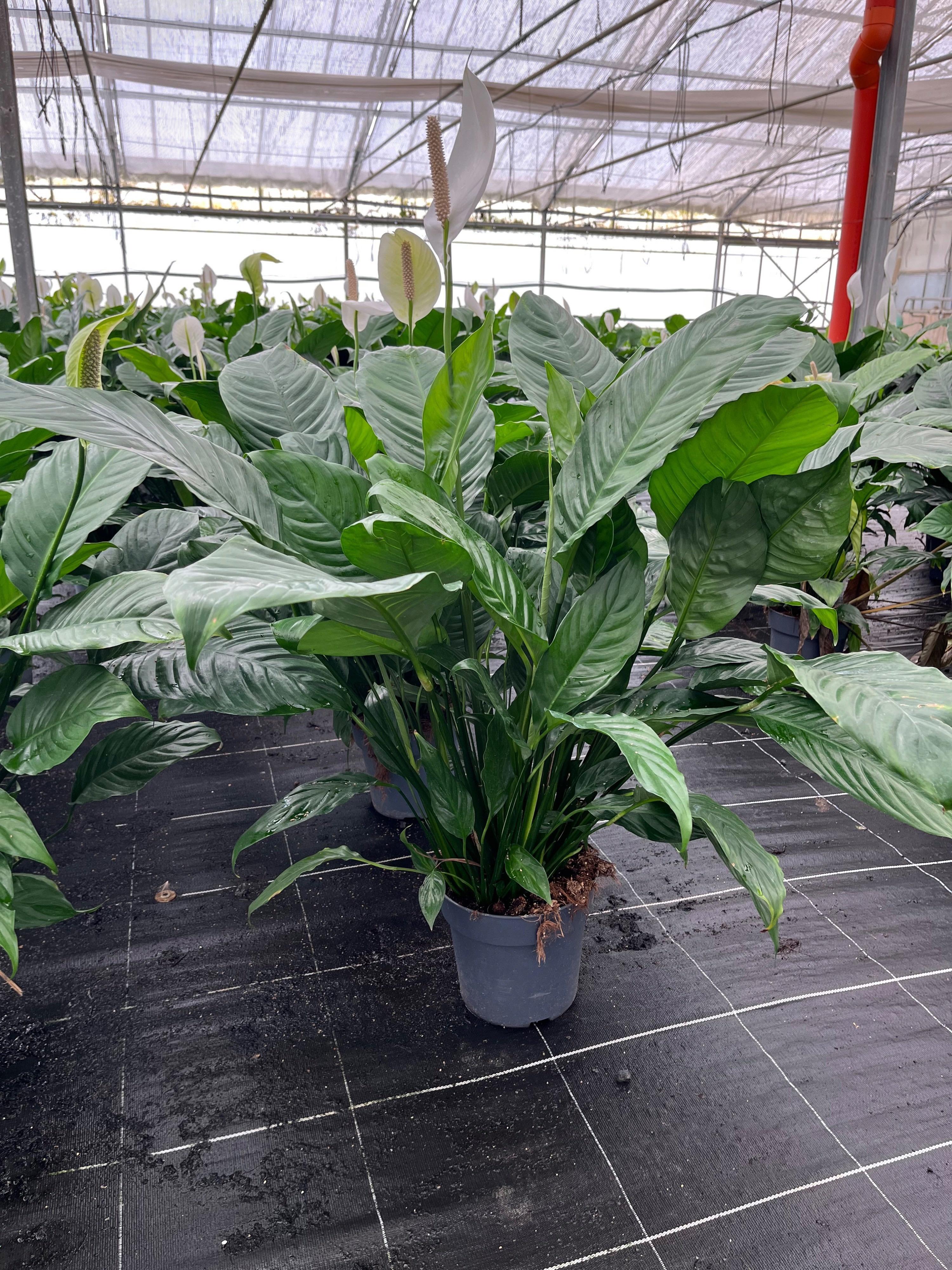 Горшечные цветы и растения оптом Spath Ov от 1шт из Голландии с доставкой по России