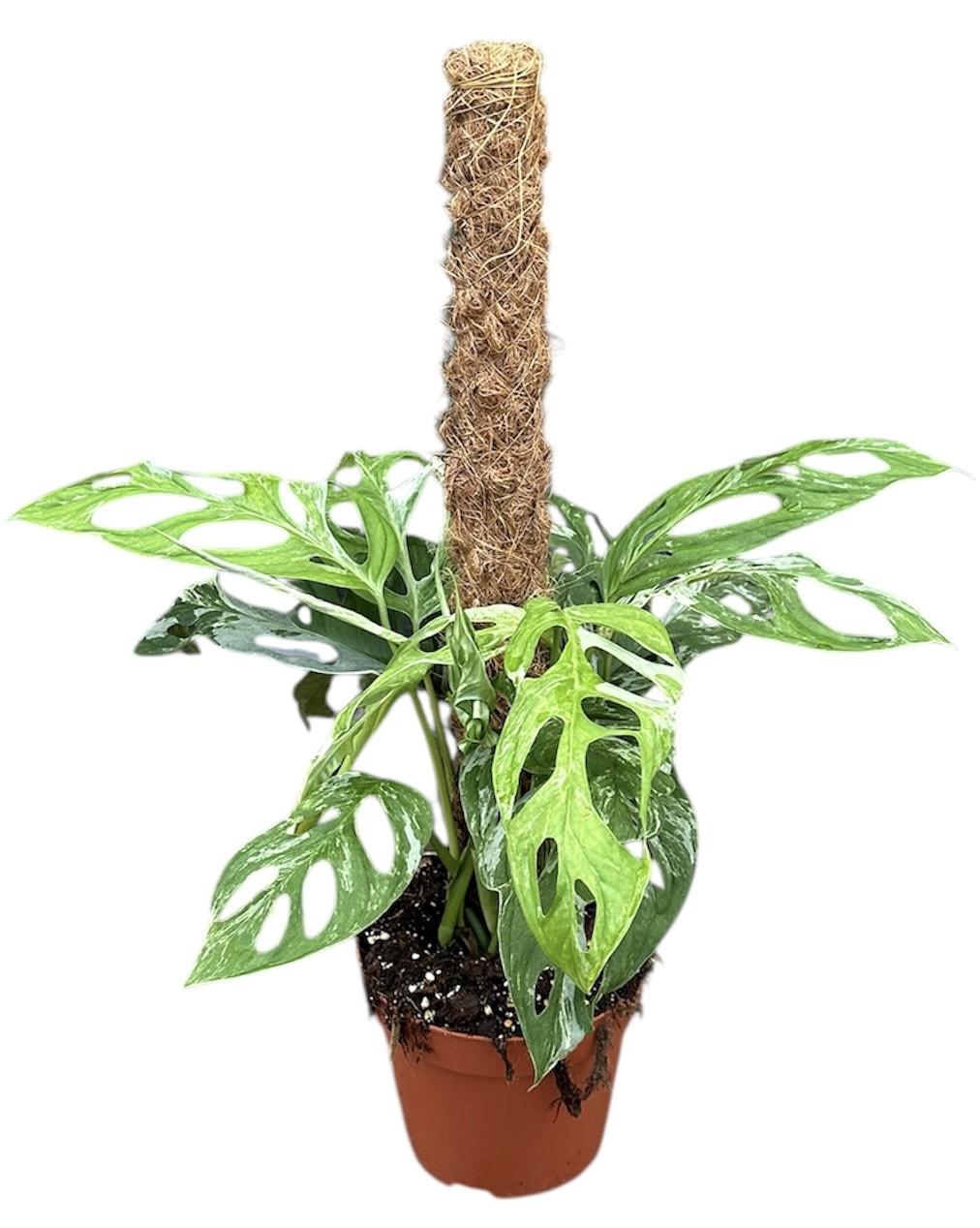 Горшечные цветы и растения оптом Monstera Adansonii Indonesian Marble от 1шт из Голландии с доставкой по России