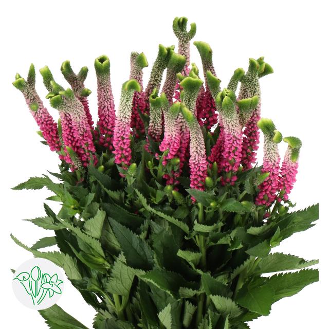 Срезанные цветы оптом Veronica smart bizarre от 150шт из Голландии с доставкой по России