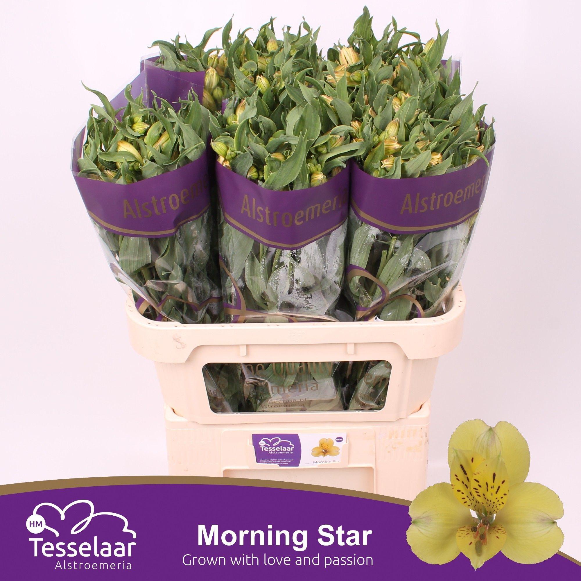 Срезанные цветы оптом Alstroemeria morning star от 60шт из Голландии с доставкой по России