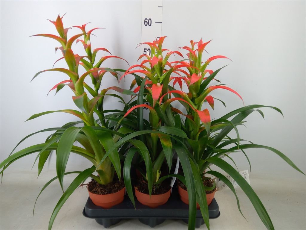 Горшечные цветы и растения оптом Guzmania Wittmackii   ...red от 6шт из Голландии с доставкой по России