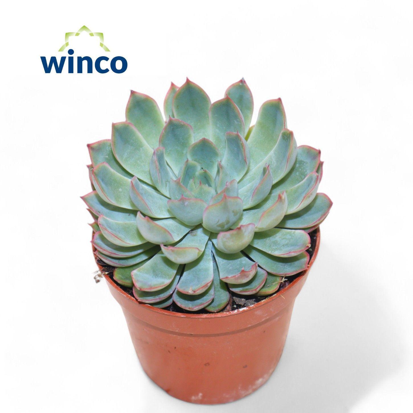 Горшечные цветы и растения оптом Echeveria Pink Edge от 18шт (для телеги) из Голландии с доставкой по России