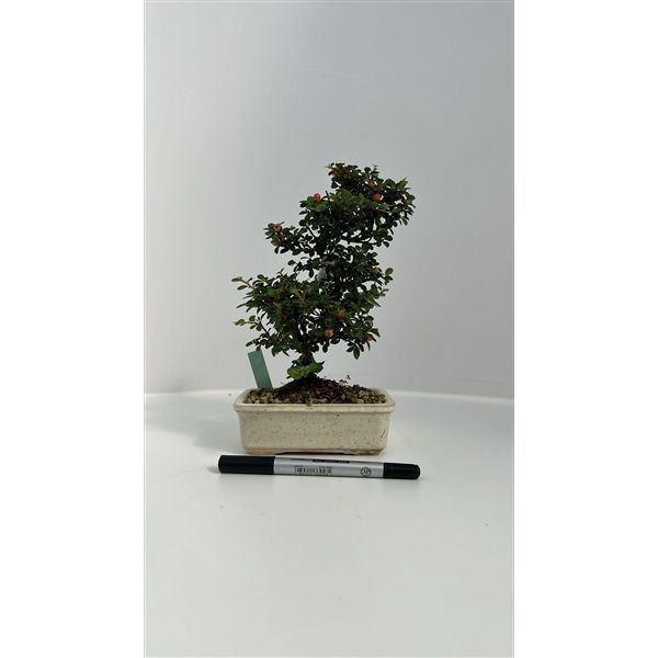 Горшечные цветы и растения оптом Bonsai Cotoneaster Horizontalis, Pot 13cm. Height от 1шт из Голландии с доставкой по России