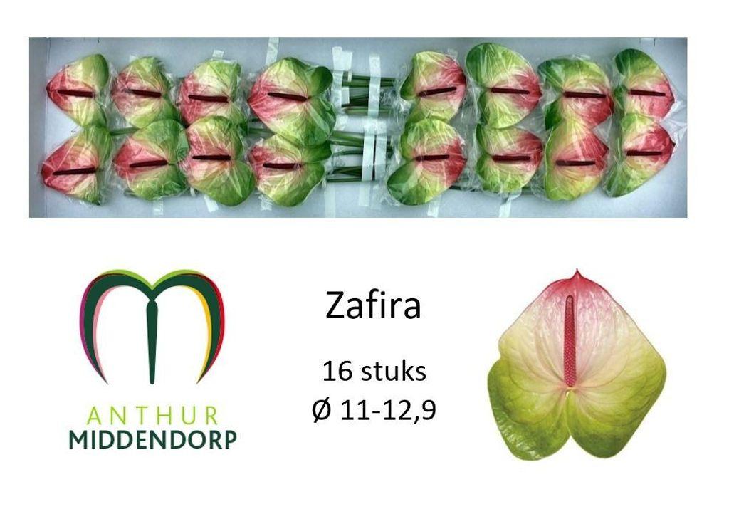Срезанные цветы оптом Anthurium zafira от 16шт из Голландии с доставкой по России