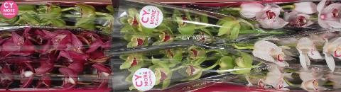 Срезанные цветы оптом Minicymbidium mix christmas от 8шт из Голландии с доставкой по России