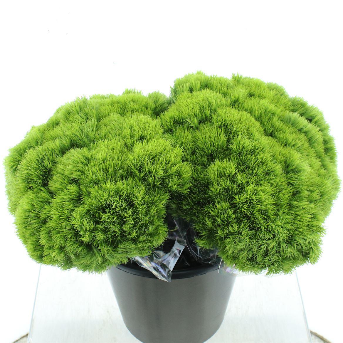 Срезанные цветы оптом Dianthus br green trick от 60шт из Голландии с доставкой по России