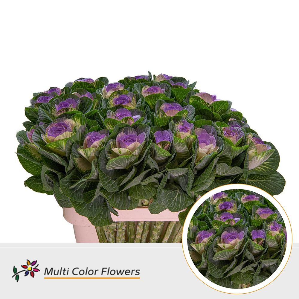 Срезанные цветы оптом Brassica paint naturel + milka eye от 30шт из Голландии с доставкой по России