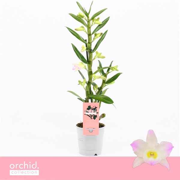 Горшечные цветы и растения оптом Den Nob 1st Kumiko Orchid Collection от 10шт из Голландии с доставкой по России