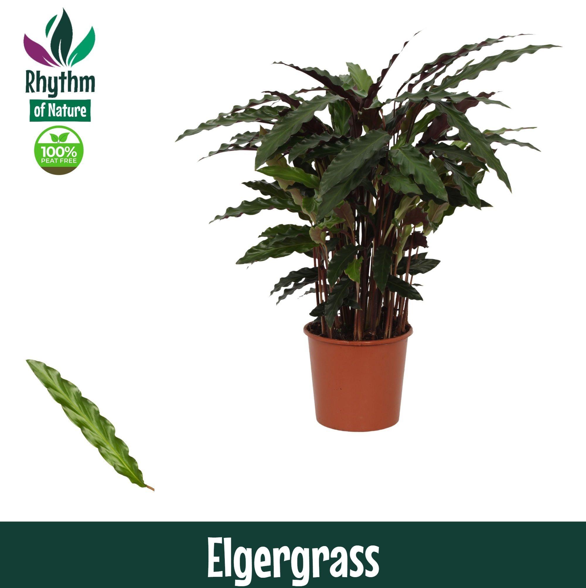 Горшечные цветы и растения оптом Calathea Elgergrass Rhythm Of Nature от 6шт из Голландии с доставкой по России