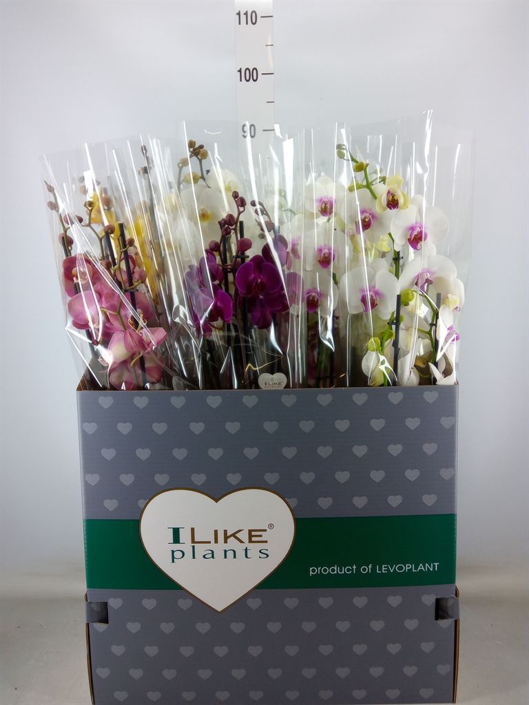 Горшечные цветы и растения оптом Phalaenopsis   ...mix от 12шт из Голландии с доставкой по России