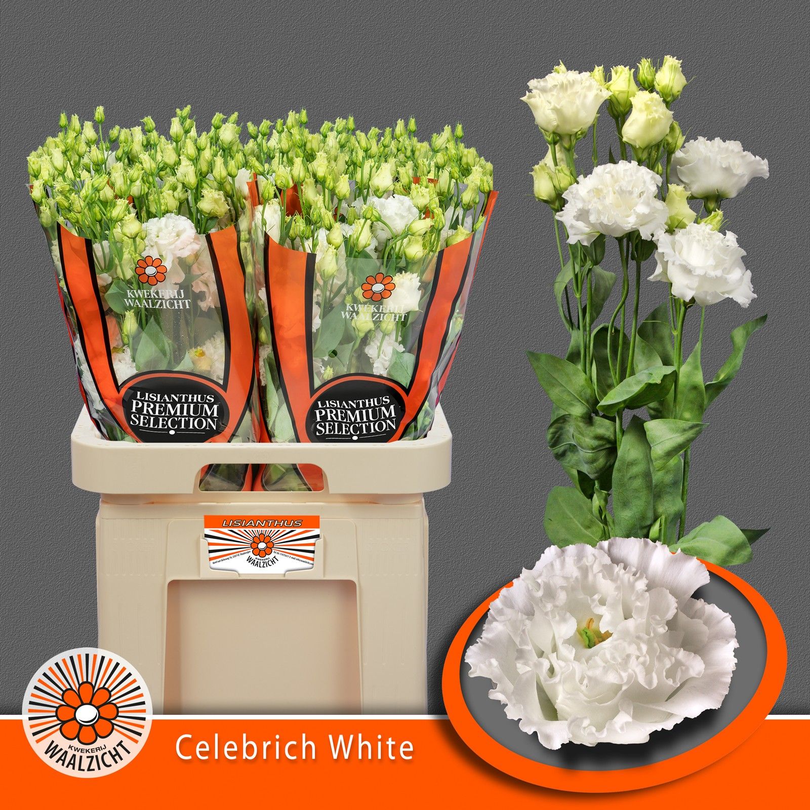 Срезанные цветы оптом Lisianthus do celebrich white от 40шт из Голландии с доставкой по России