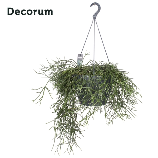 Горшечные цветы и растения оптом Rhipsalis Pilocarpa Xxl Hangpot (decorum) от 1шт из Голландии с доставкой по России