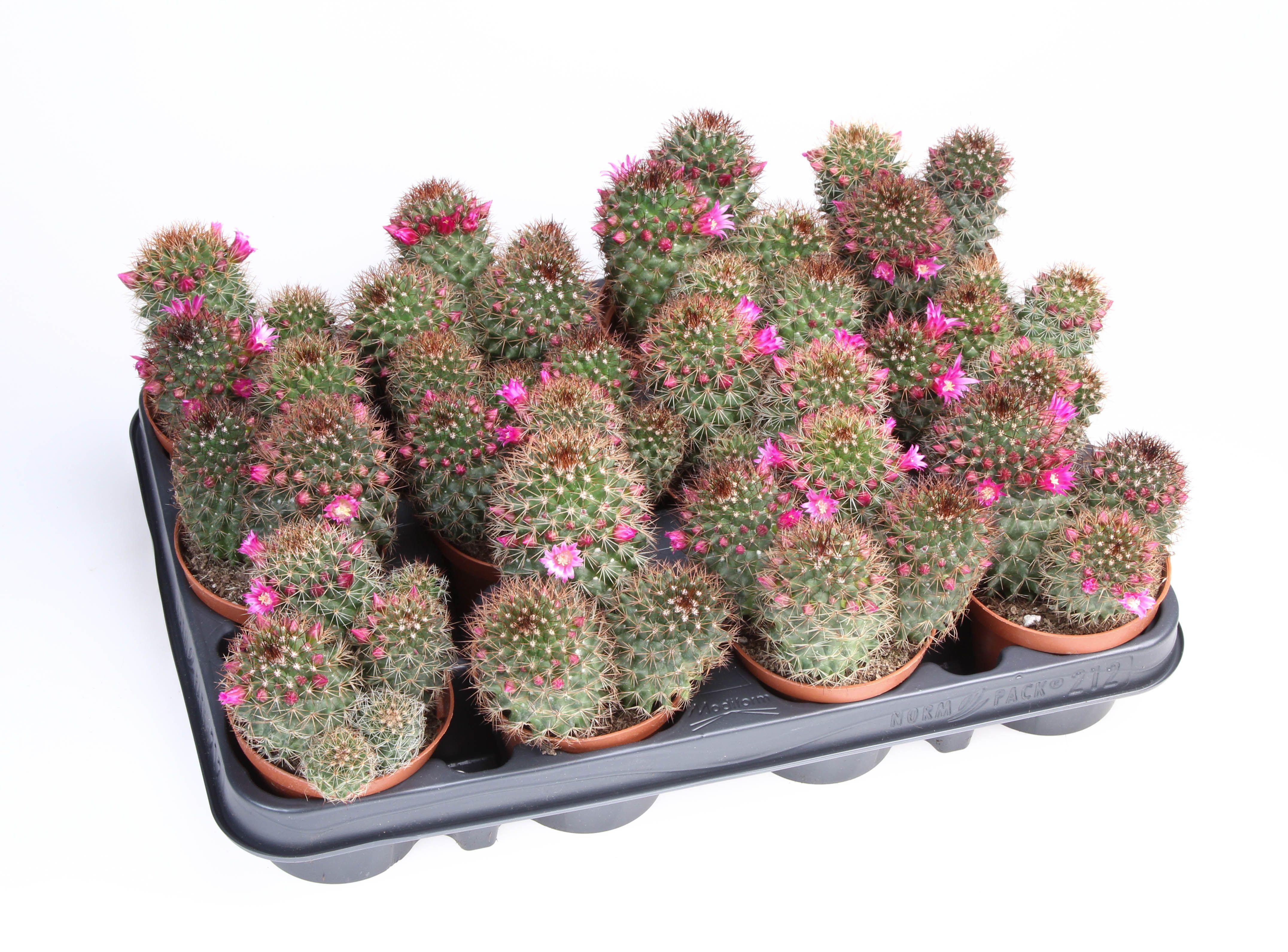 Горшечные цветы и растения оптом Mammillaria Bloei Ernestii от 12шт (для телеги) из Голландии с доставкой по России
