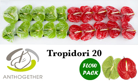 Срезанные цветы оптом Anthurium tropidori mix от 20шт из Голландии с доставкой по России