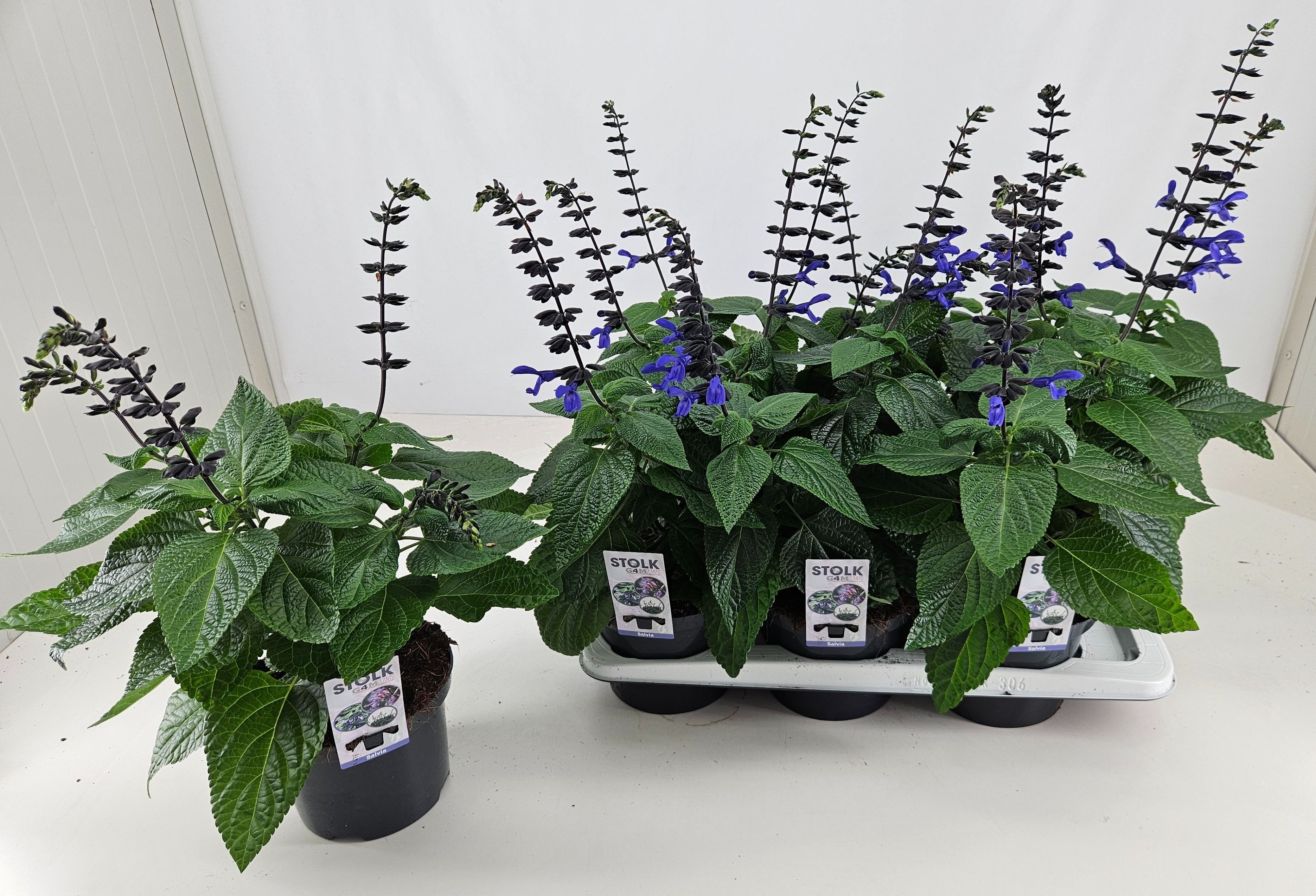 Горшечные цветы и растения оптом Salvia Black & Bloom от 6шт из Голландии с доставкой по России