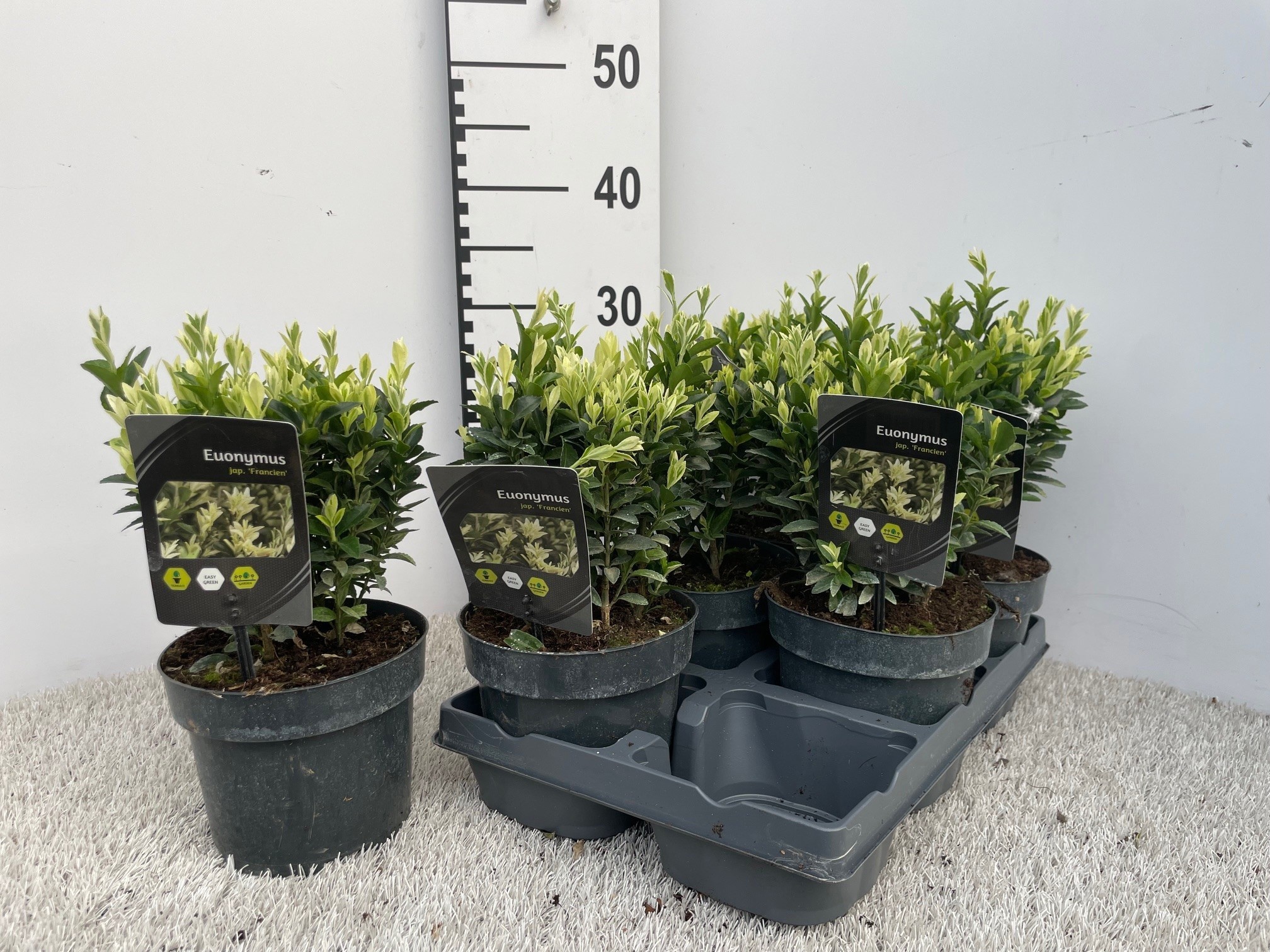 Горшечные цветы и растения оптом Euonymus Japonicus от 6шт из Голландии с доставкой по России