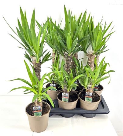 Горшечные цветы и растения оптом Yucca 45-20 2+ от 6шт из Голландии с доставкой по России