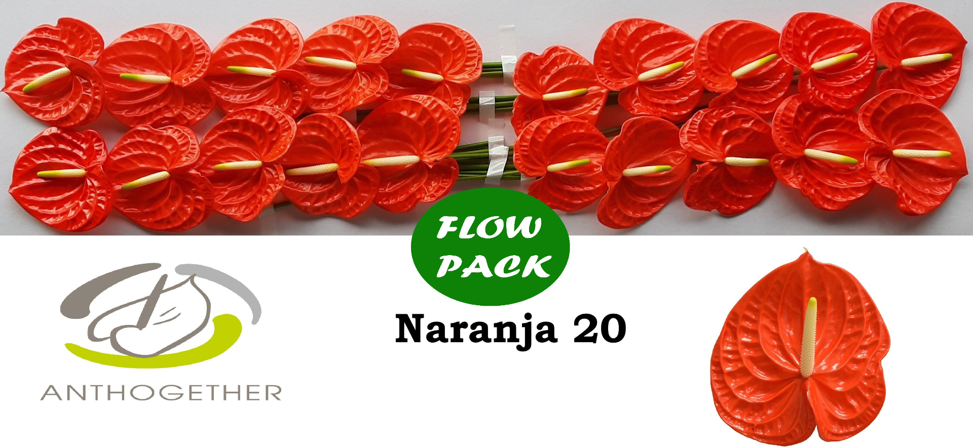 Срезанные цветы оптом Anthurium naranja от 20шт из Голландии с доставкой по России