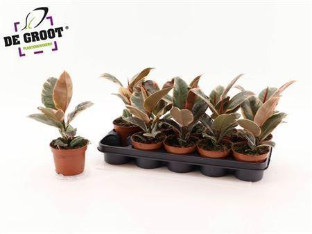 Горшечные цветы и растения оптом Ficus El Belize от 10шт из Голландии с доставкой по России