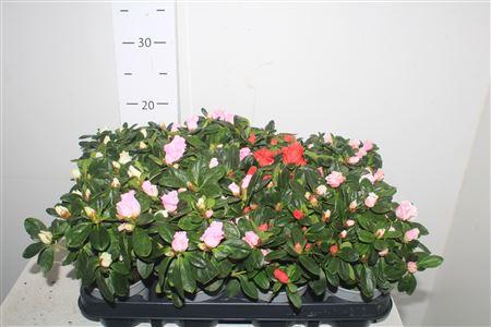 Горшечные цветы и растения оптом Rhodo Si Gem от 12шт (для телеги) из Голландии с доставкой по России