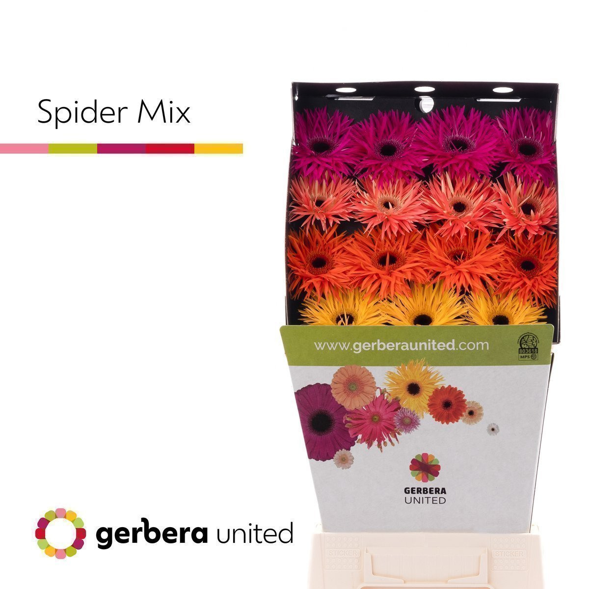 Срезанные цветы оптом Gerbera diamond springs mix от 15шт из Голландии с доставкой по России