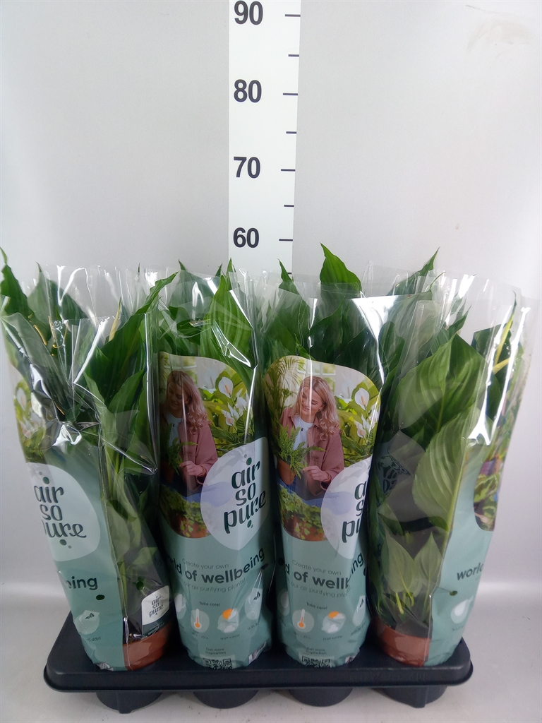 Горшечные цветы и растения оптом Spathiphyllum pico Cupido от 8шт из Голландии с доставкой по России