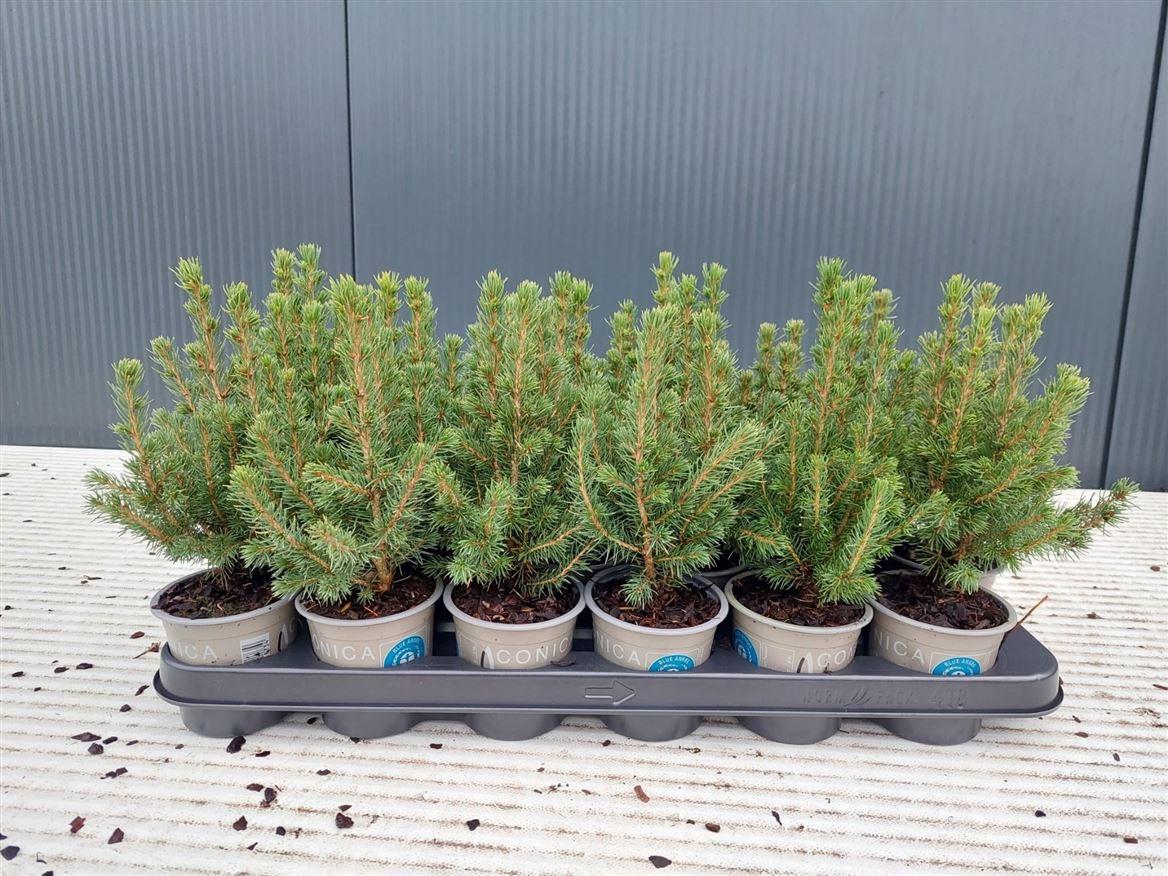 Горшечные цветы и растения оптом Picea Glauca Conica от 18шт (для телеги) из Голландии с доставкой по России