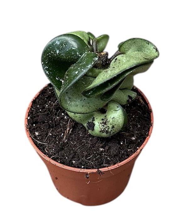 Горшечные цветы и растения оптом Hoya Compacta Carnosa от 1шт (для телеги) из Голландии с доставкой по России