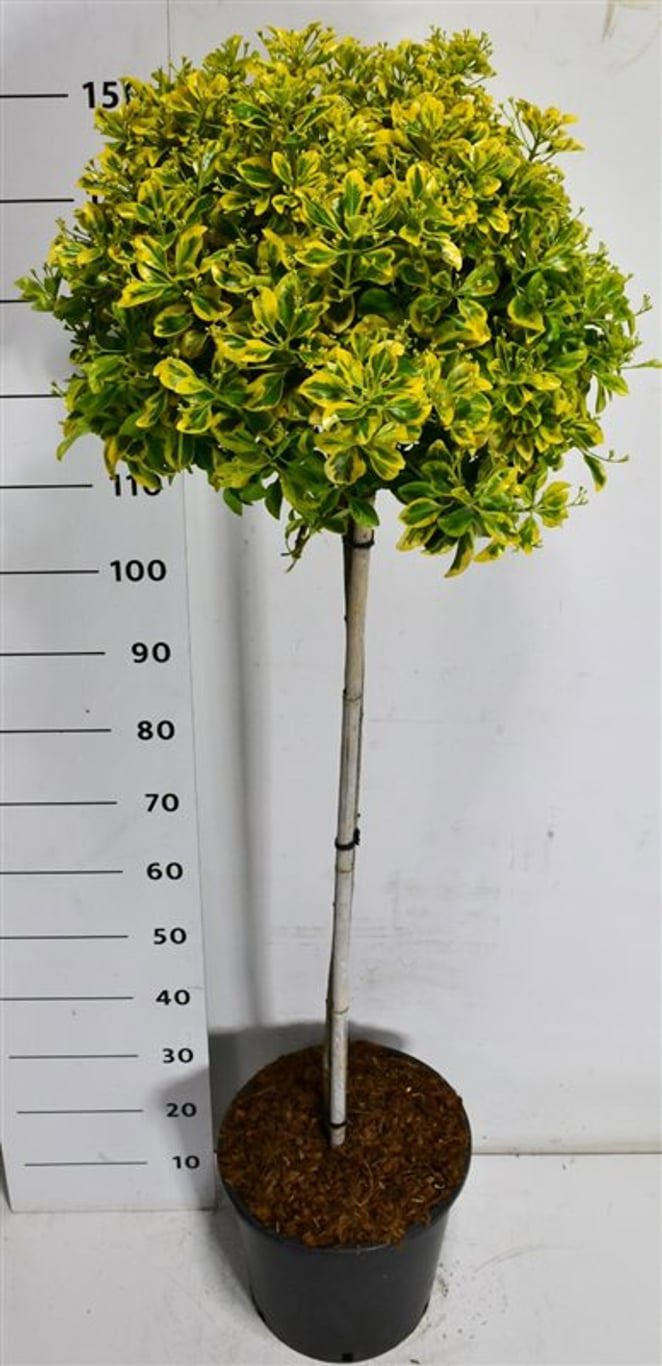 Горшечные цветы и растения оптом Euonymus Jap Aureus On Stem от 1шт из Голландии с доставкой по России