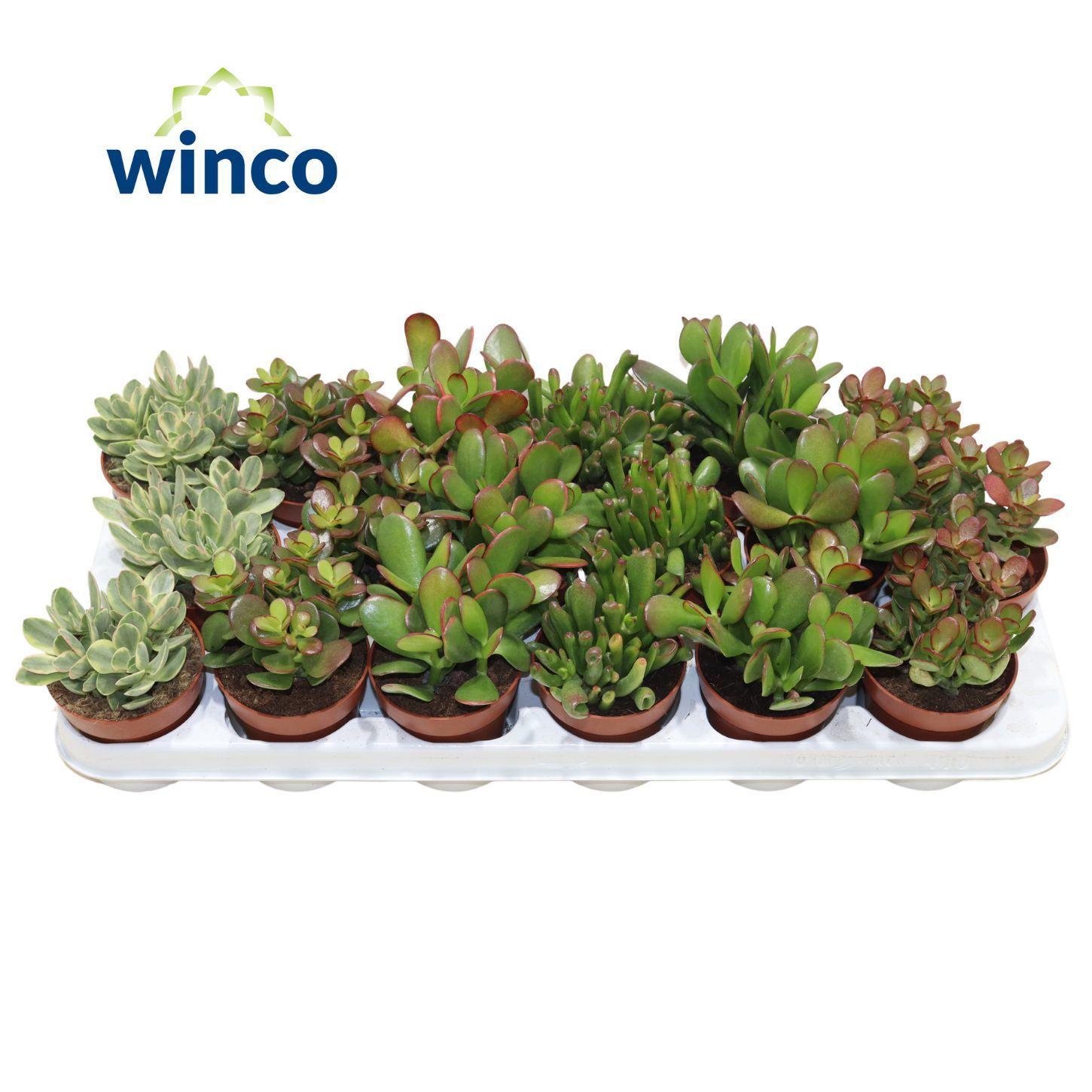 Горшечные цветы и растения оптом Crassula Mix от 18шт (для телеги) из Голландии с доставкой по России