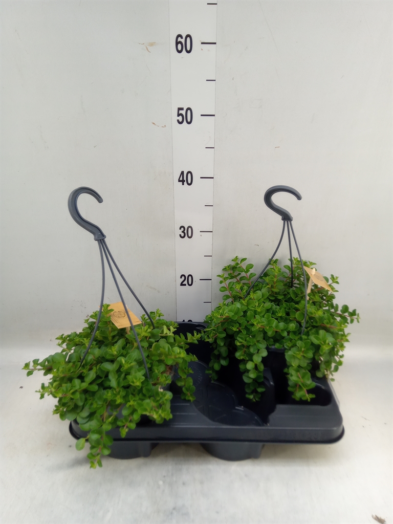 Горшечные цветы и растения оптом Peperomia Rotundifolia от 2шт из Голландии с доставкой по России