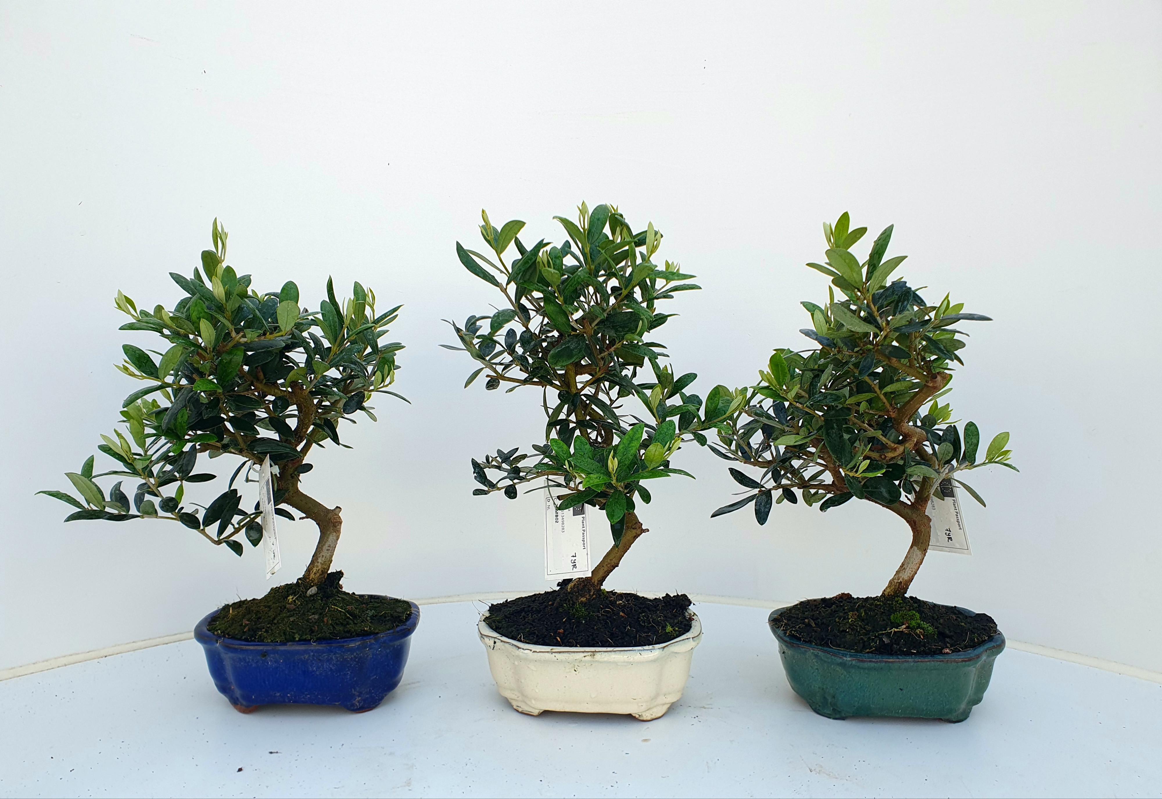 Горшечные цветы и растения оптом Bonsai Olea Europea от 6шт из Голландии с доставкой по России