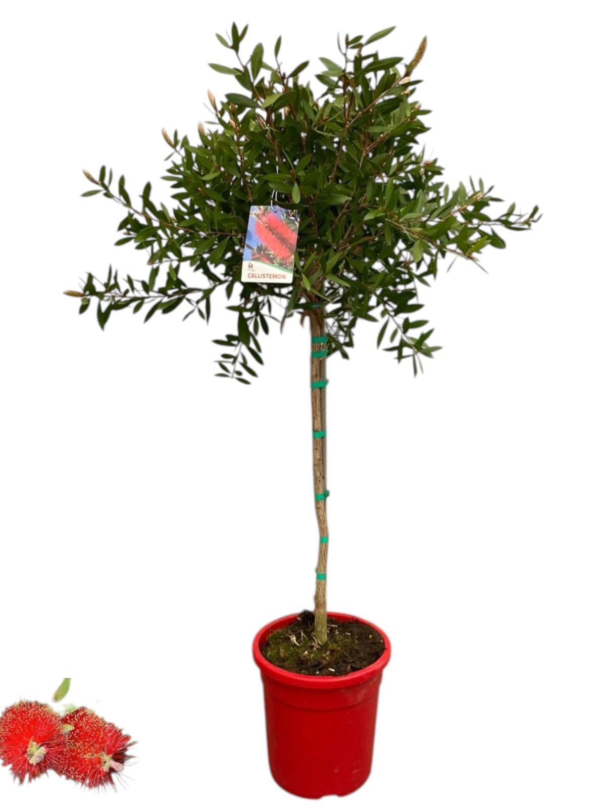 Горшечные цветы и растения оптом Callistemon Citrinus Splendens On Stem от 1шт из Голландии с доставкой по России