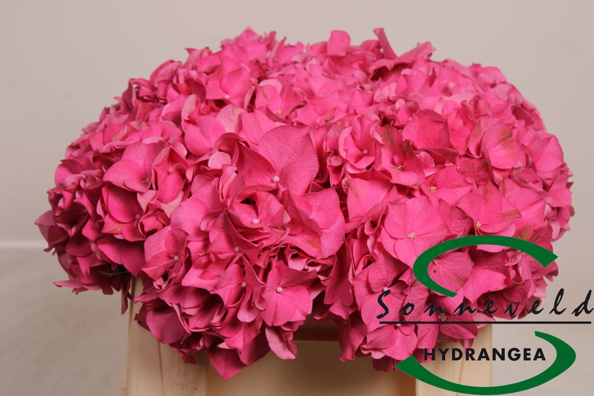 Срезанные цветы оптом Hydrangea rodeo red от 10шт из Голландии с доставкой по России