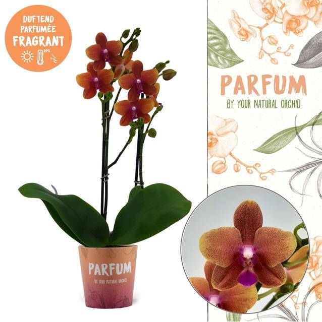 Горшечные цветы и растения оптом Phalaenopsis Mf. Bolgheri (geurend) от 5шт из Голландии с доставкой по России