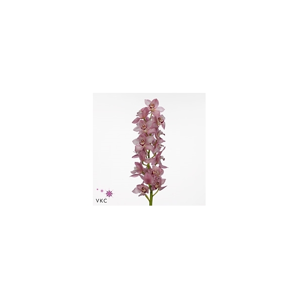 Срезанные цветы оптом Cymbidium pink geisha girl от 8шт из Голландии с доставкой по России