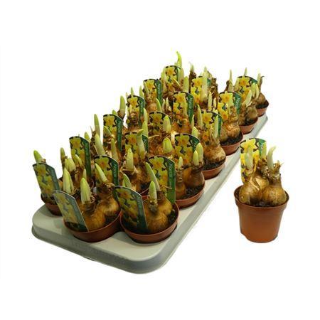 Горшечные цветы и растения оптом Narcis Carlton от 18шт (для телеги) из Голландии с доставкой по России