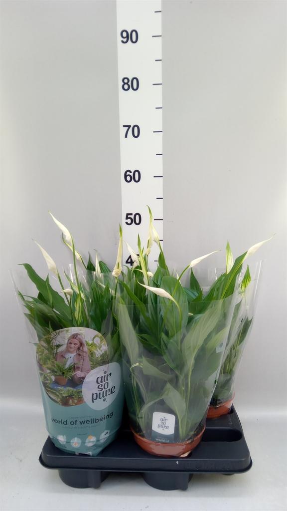 Горшечные цветы и растения оптом Spathiphyllum pearl Cupido от 4шт из Голландии с доставкой по России