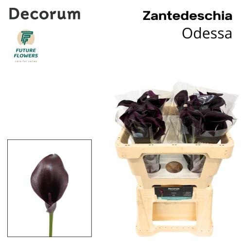 Срезанные цветы оптом Zantedeschia odessa от 40шт из Голландии с доставкой по России