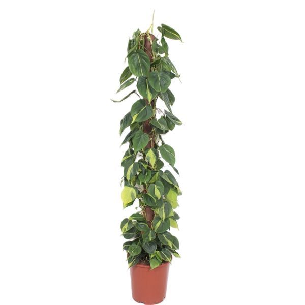 Горшечные цветы и растения оптом Philodendron Scandens Brasil Kratistestok от 1шт из Голландии с доставкой по России