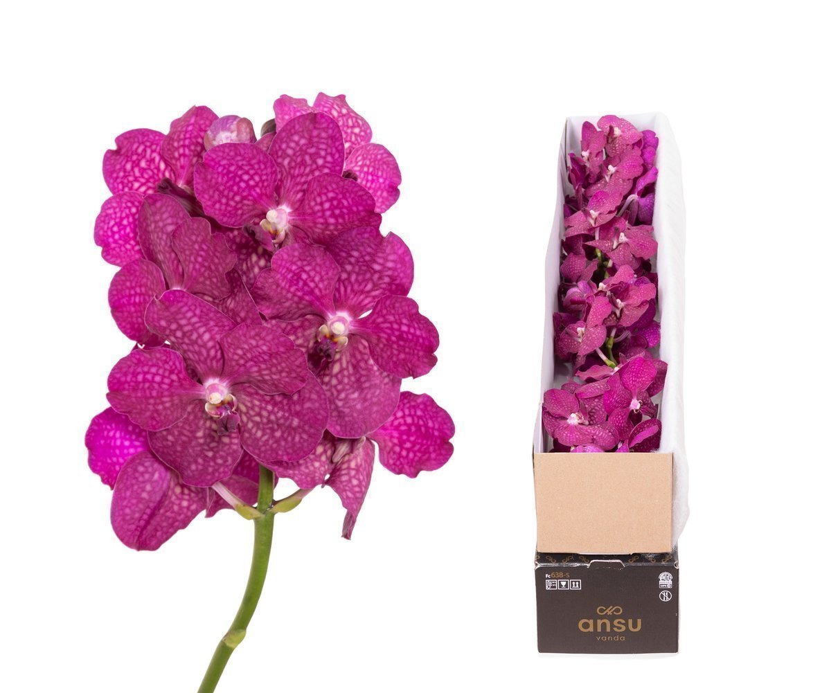 Срезанные цветы оптом Vanda fuchsia magic per stem от 5шт из Голландии с доставкой по России