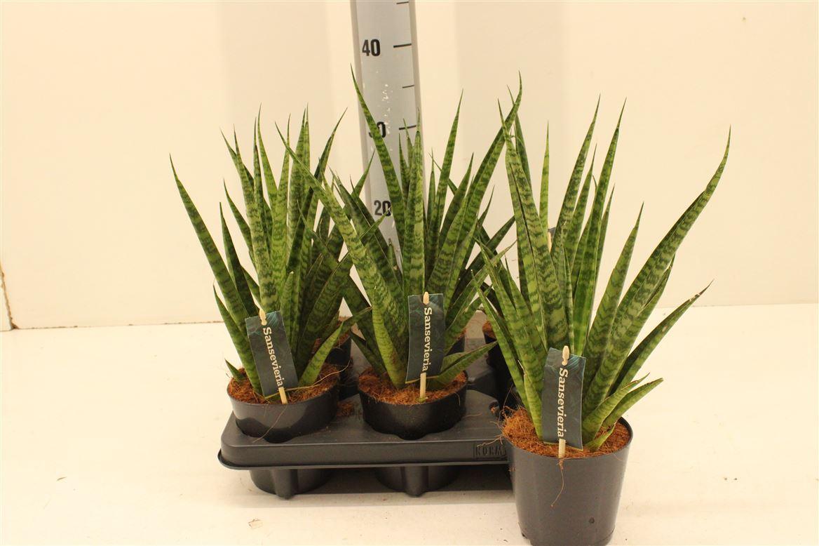 Горшечные цветы и растения оптом Sansevieria Trifciata Pineapple P12 от 6шт из Голландии с доставкой по России