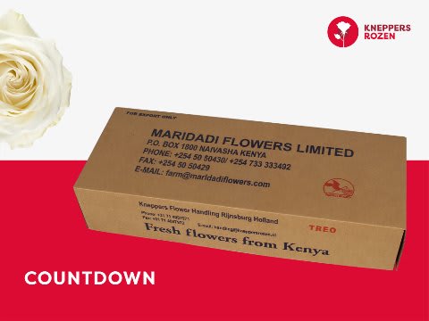 Срезанные цветы оптом Rosa large countdown от 500шт из Голландии с доставкой по России