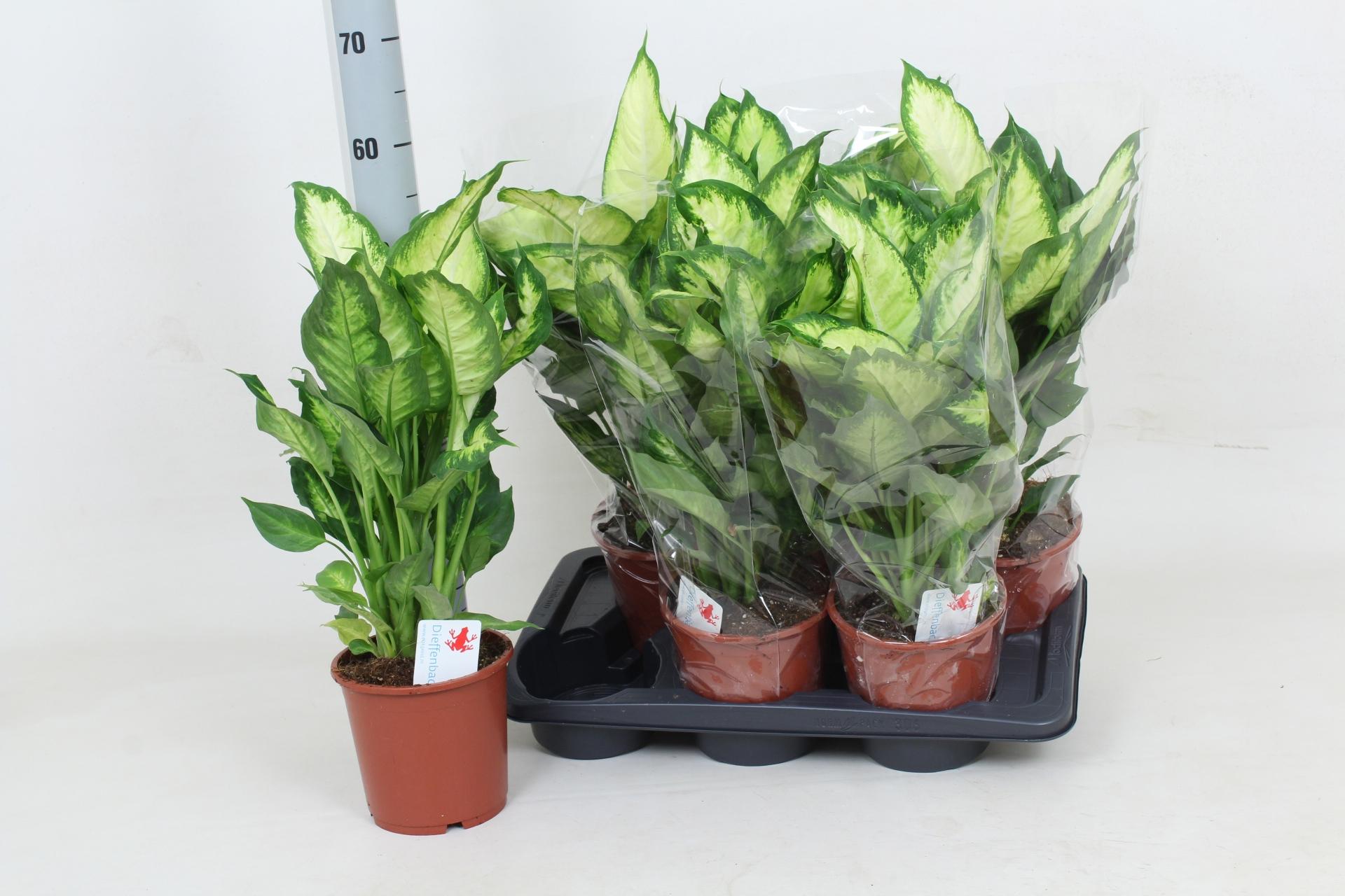 Горшечные цветы и растения оптом Dieff Camilla от 6шт из Голландии с доставкой по России