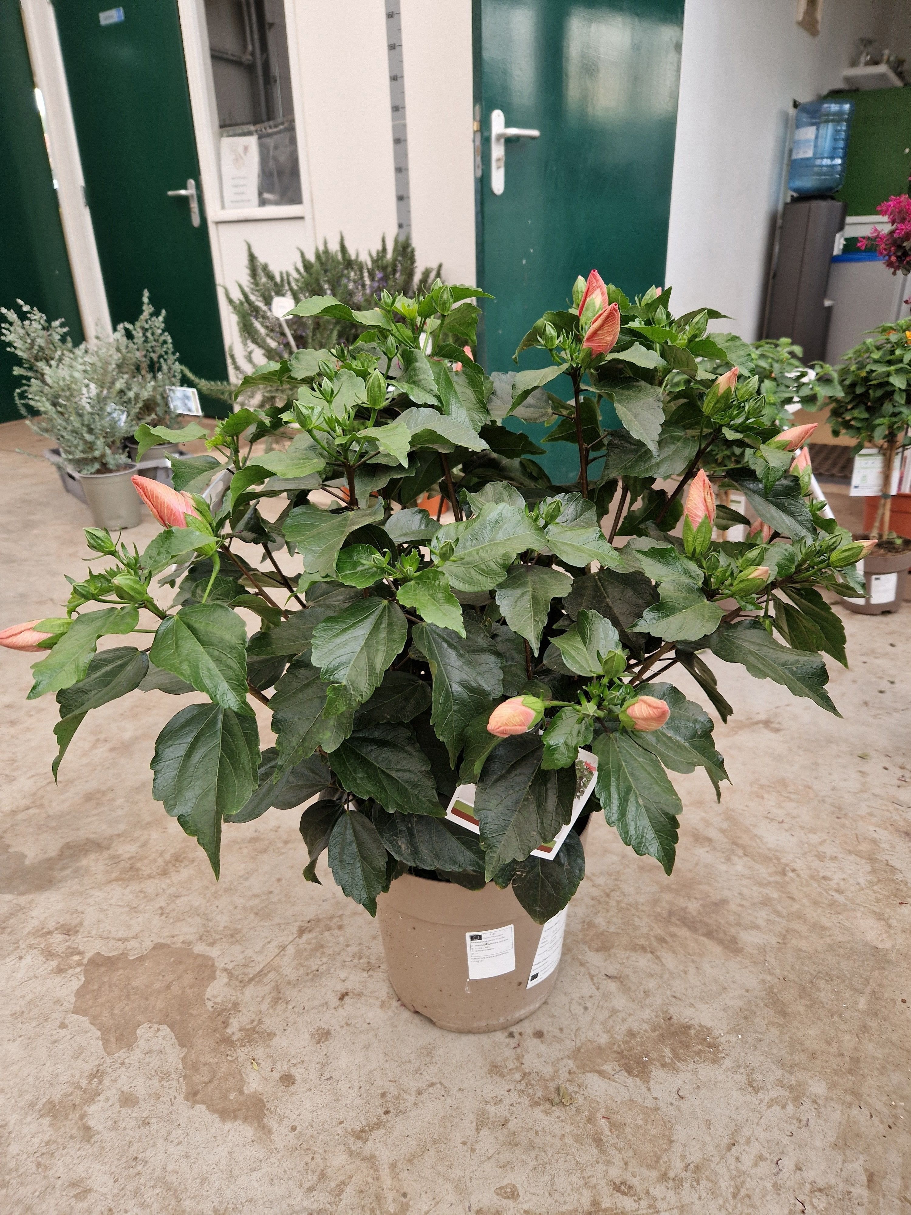 Горшечные цветы и растения оптом Hibis Circus от 1шт из Голландии с доставкой по России